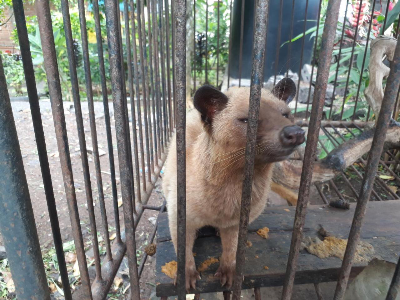 Sugi Gede Homestay Singaraja Dış mekan fotoğraf